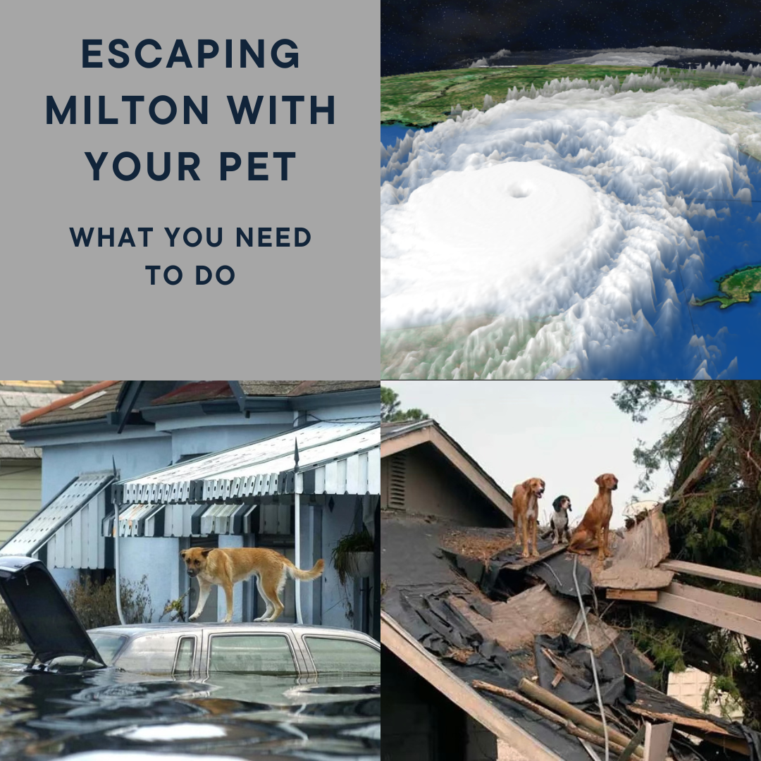 Escaping Milton With Your Pet