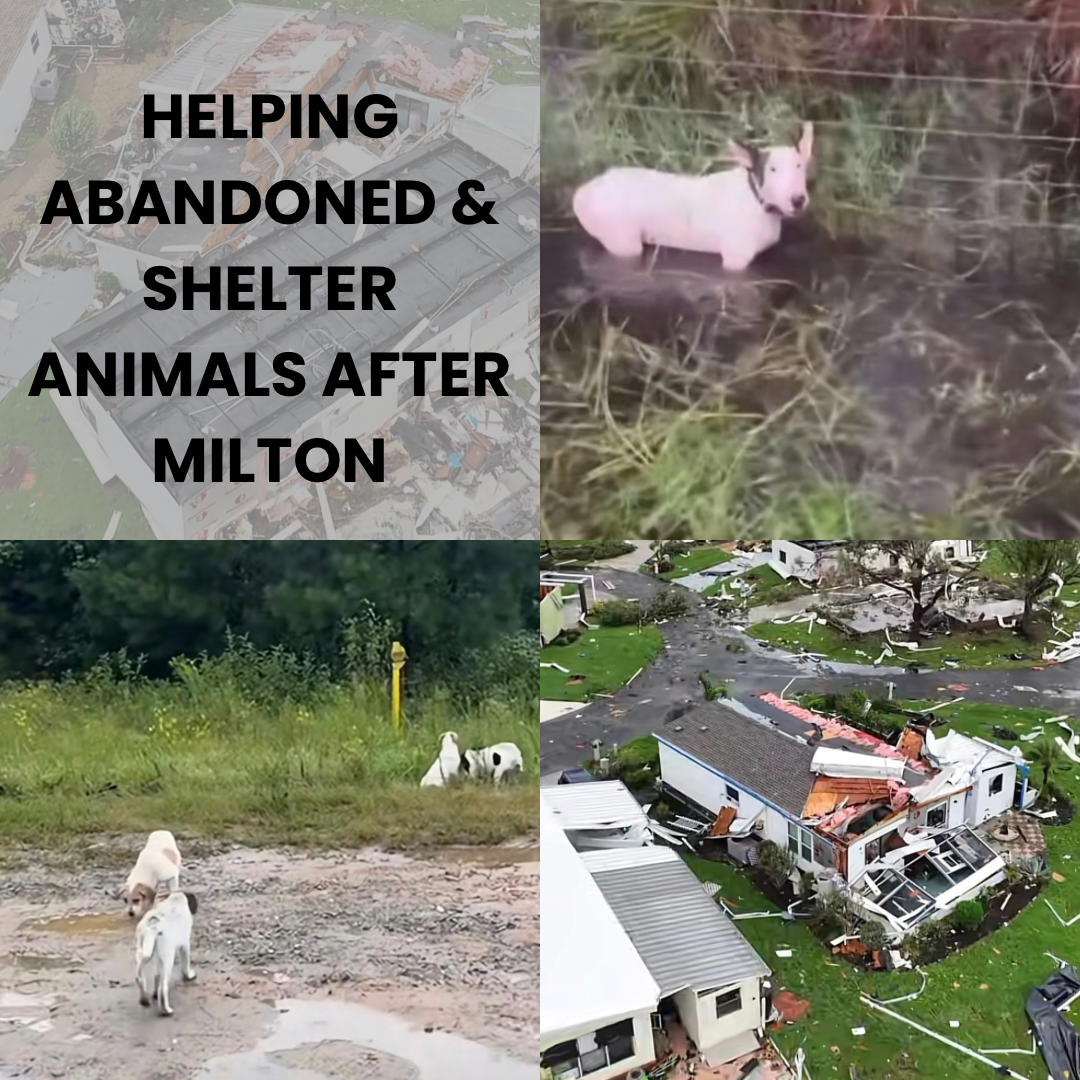 Helping Abandoned & Shelter Animals After Milton