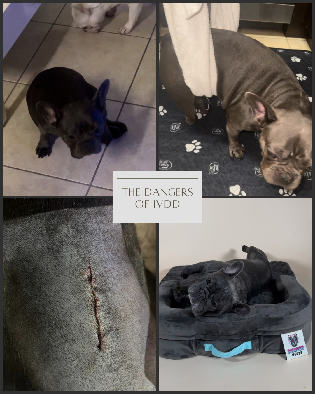 Intervertebral Disc Disease (IVDD) in Frenchies: Signs and Prevention